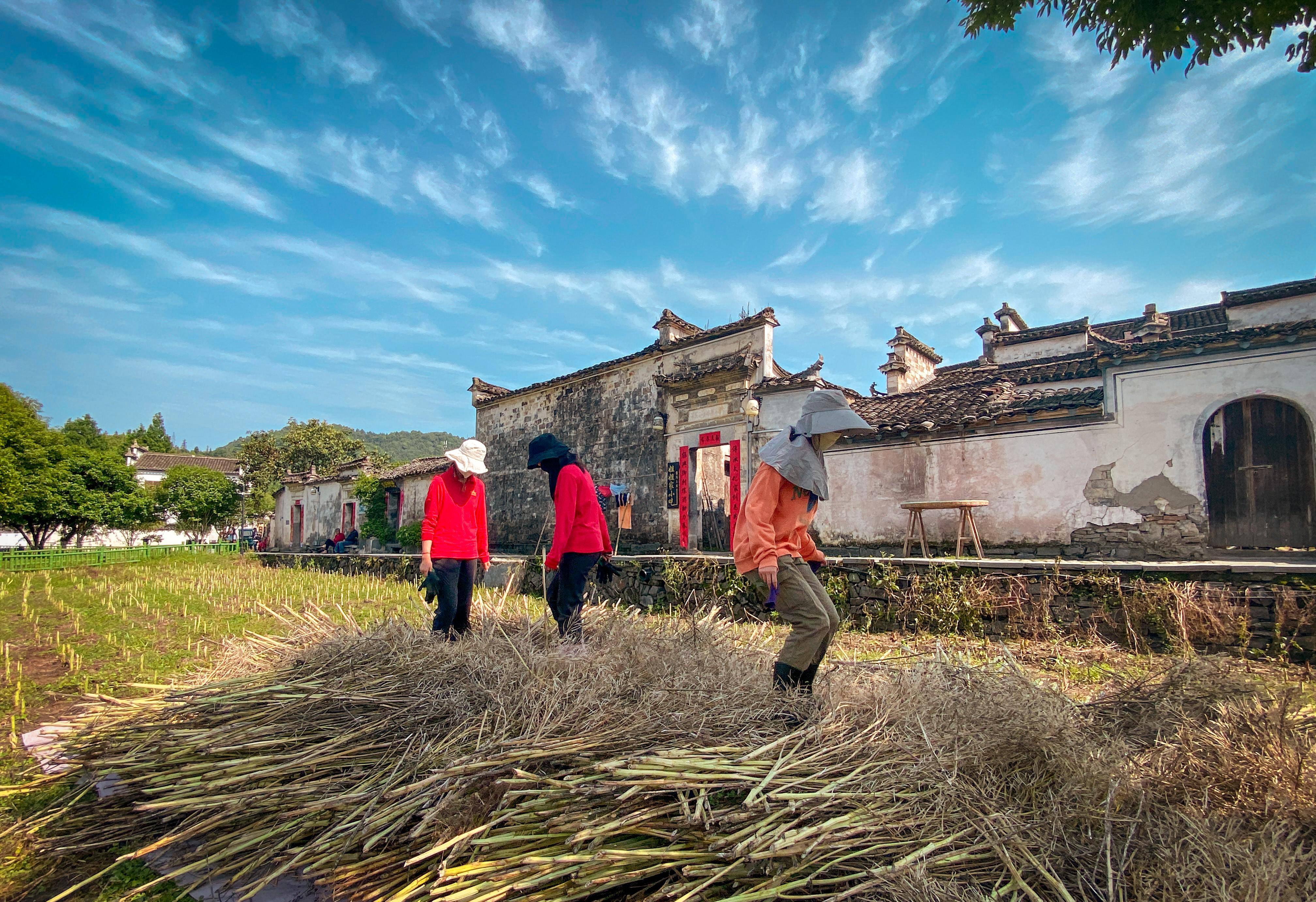 《生产自救我们在行动—油菜丰收》（组图）	黟县徽黄西递旅游开发有限公司